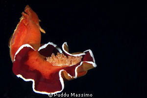 spanish dancer in night dive,nikon d2x 60 mm micro by Puddu Massimo 